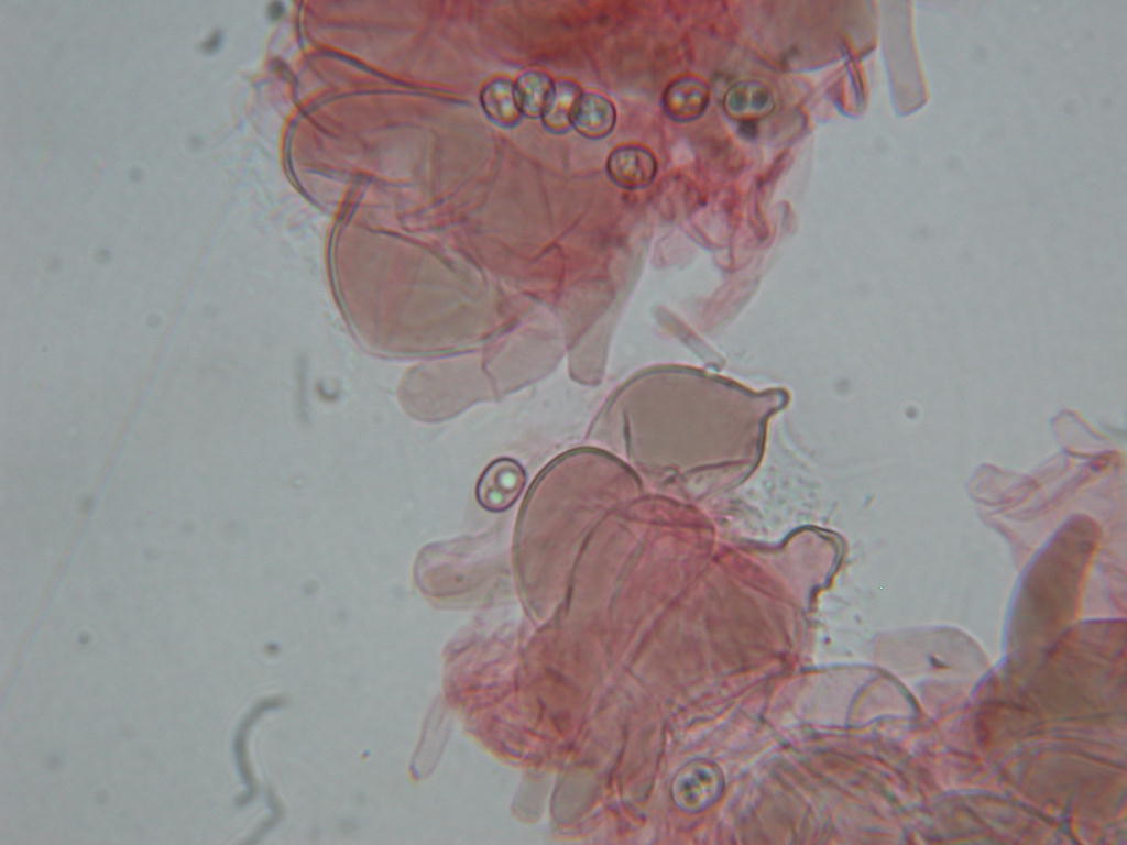 Oggi N�4... 12 Giugno 2010